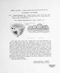 Septoria limonum image